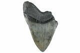 Partial Fossil Megalodon Tooth - South Carolina #261234-1